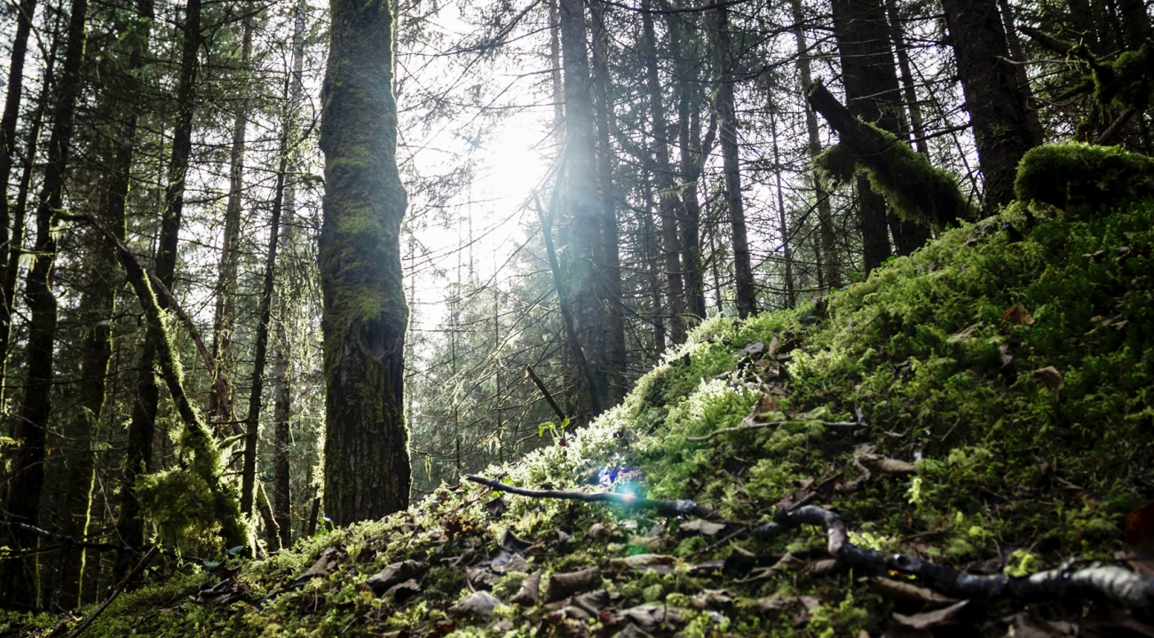 Umweltfreundlich und CO2 neutral sind unsere Biopellets aus Österreich