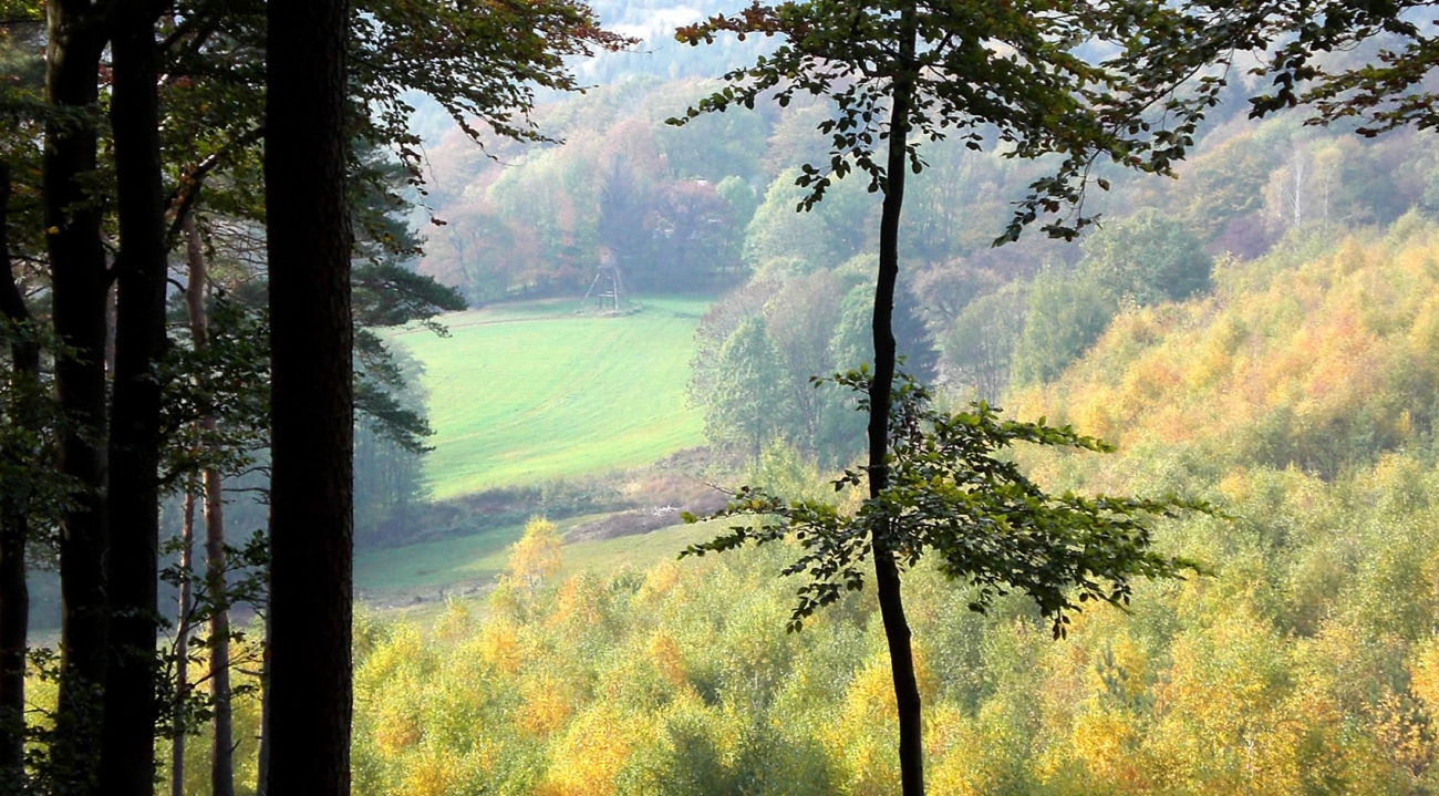 Der Wald ist unser Lieferant © proPellets Austria